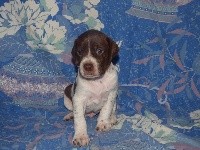 CHIOT
