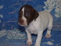 CHIOT