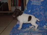 CHIOT