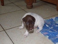 CHIOT