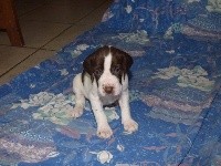 CHIOT