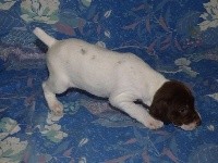 CHIOT