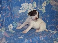 CHIOT