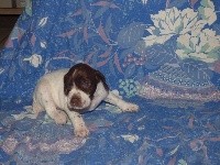 CHIOT
